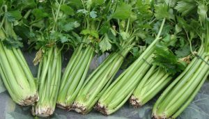 Celery Seed Extract For Gout
